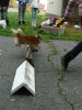 Názov súboru=agility-2011-10-27-0003.jpg
Veľkosť súboru=121KB
Veľkosť=480x640
Dátum pridania=01. November 2011 agility-2011-10-27-0003.jpg