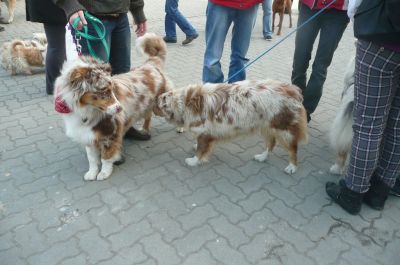 Výstava psov